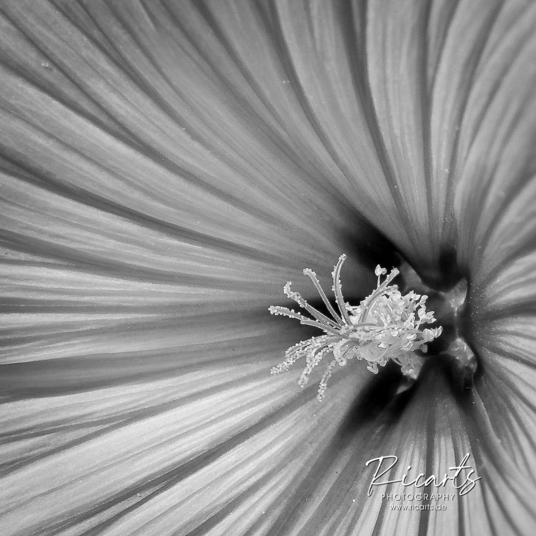 Fotografie-Blütenstempel-Hibiscus-Nahaufnahme-Schwarzweiß